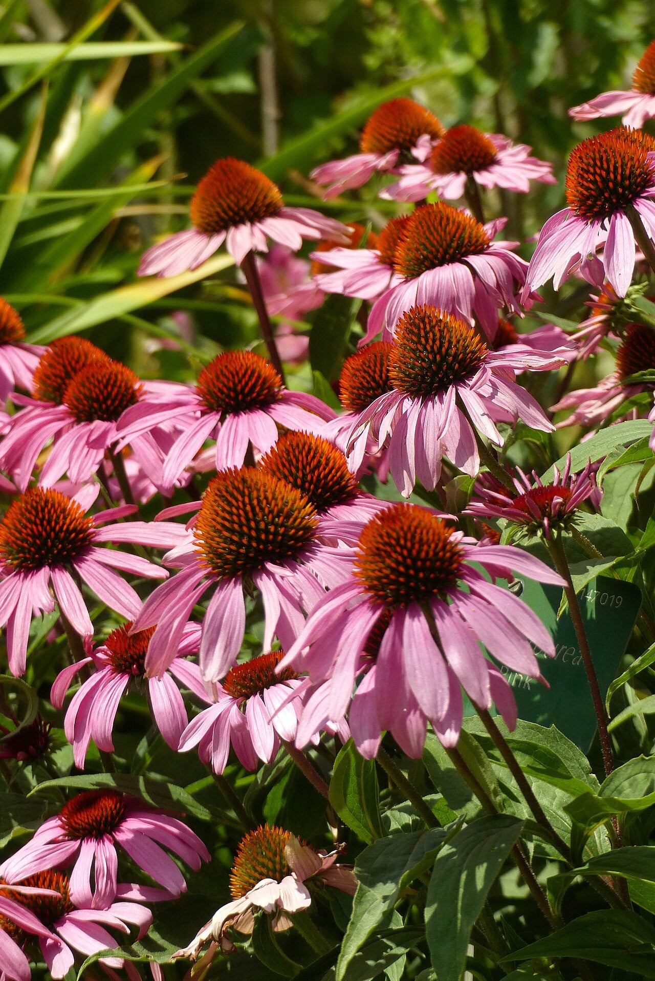 Purple Coneflower (Echinacea purpurea)