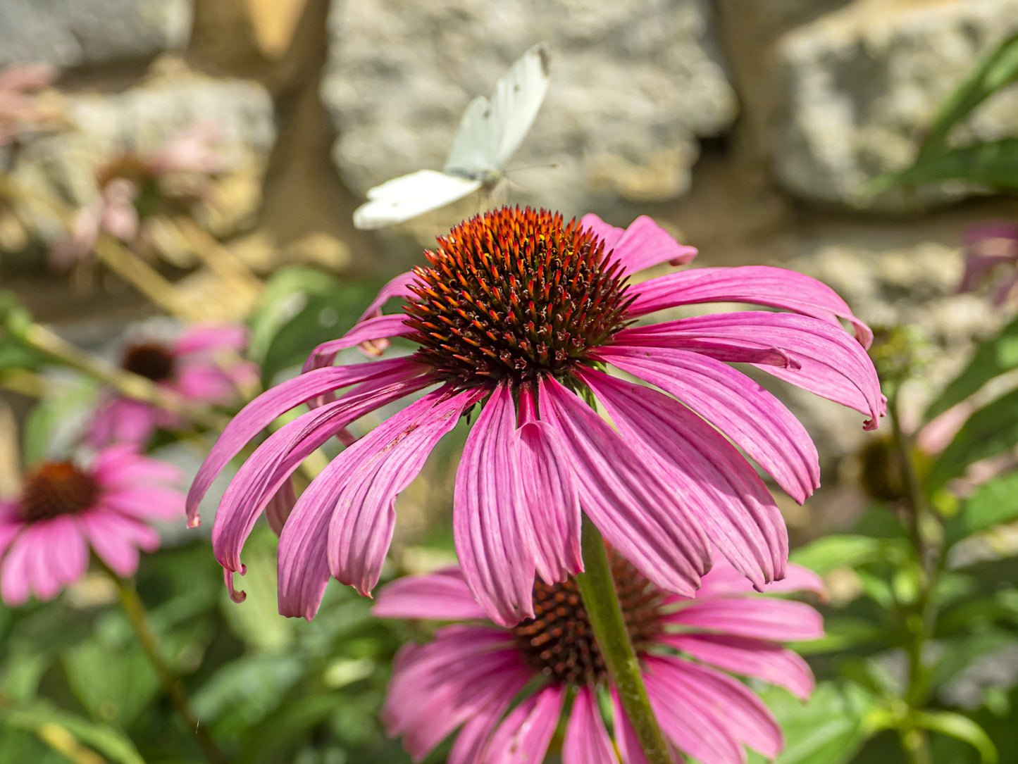 Purple Coneflower (Echinacea purpurea)