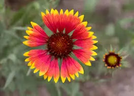 Blanketflower (Gaillardia spp.)