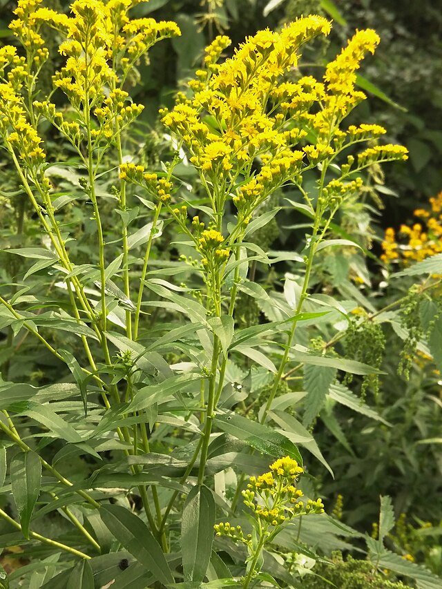 Goldenrod (Solidago canadensis)