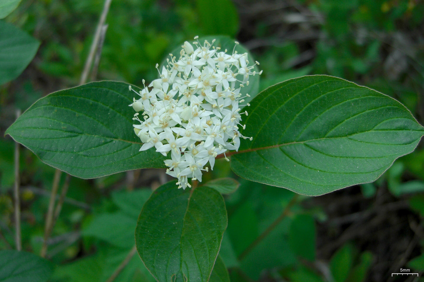 Redtwig Dogwood (Cornus sericea)