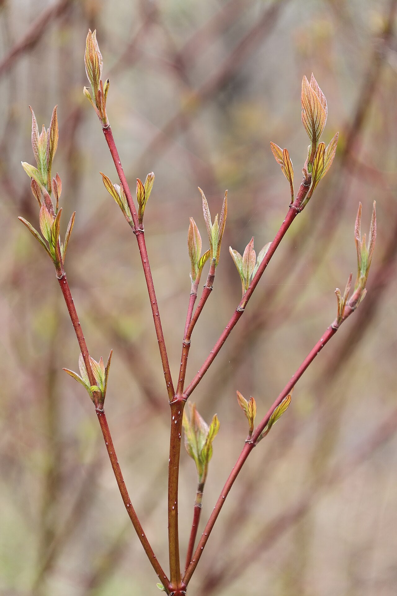 Redtwig Dogwood (Cornus sericea)