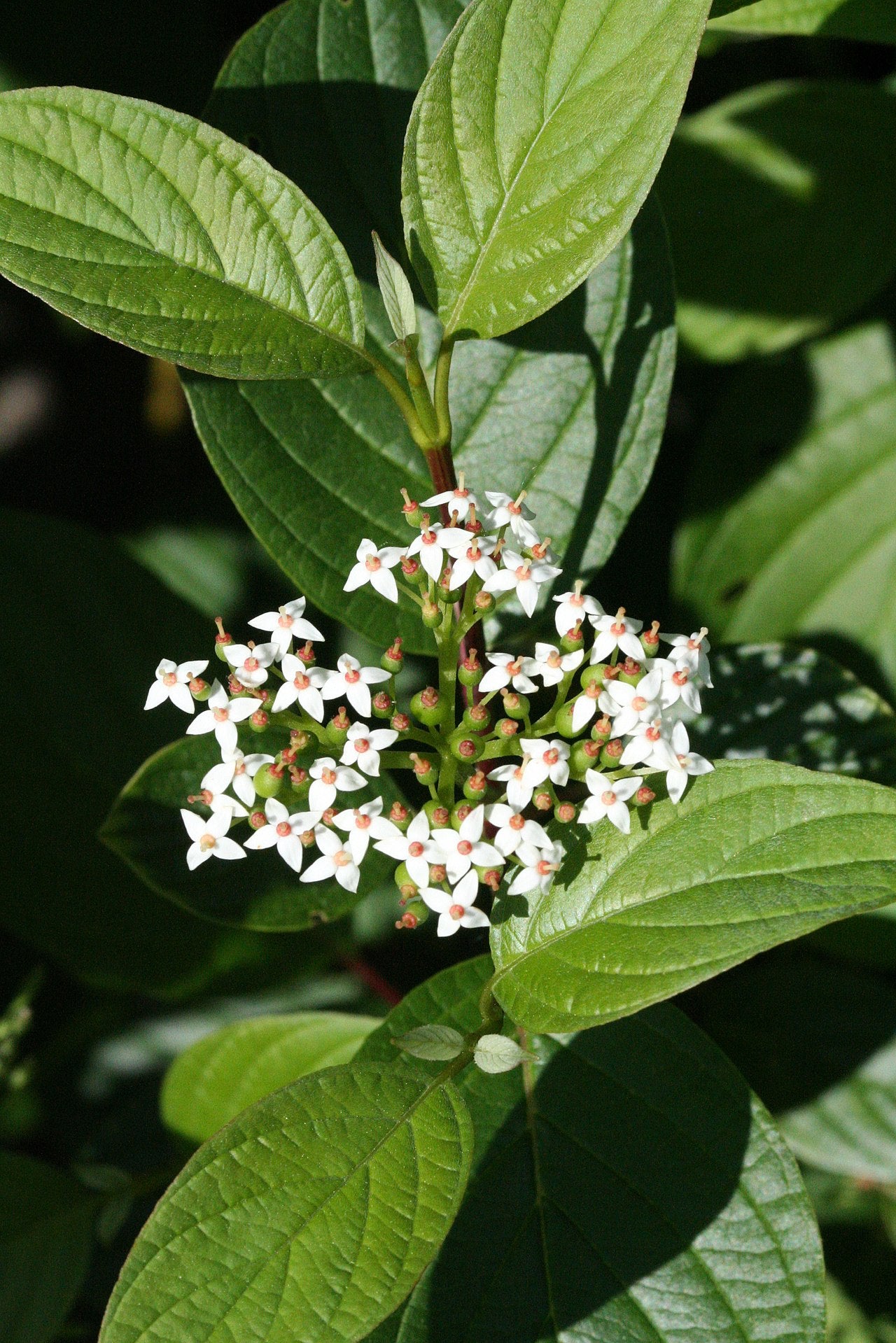 Redtwig Dogwood (Cornus sericea)