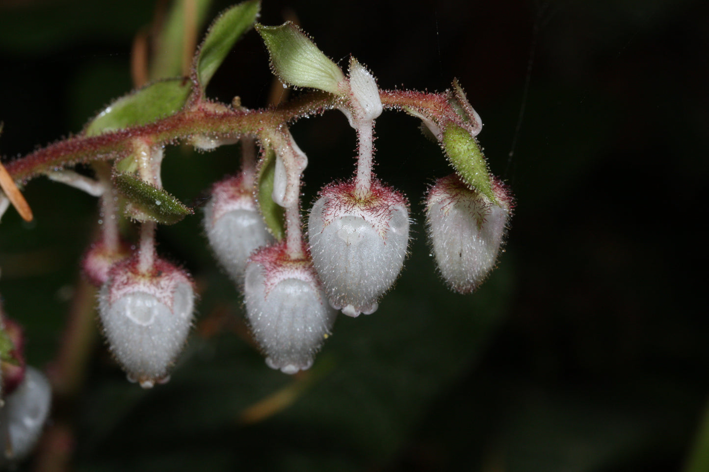 Salal (Gaultheria shallon)