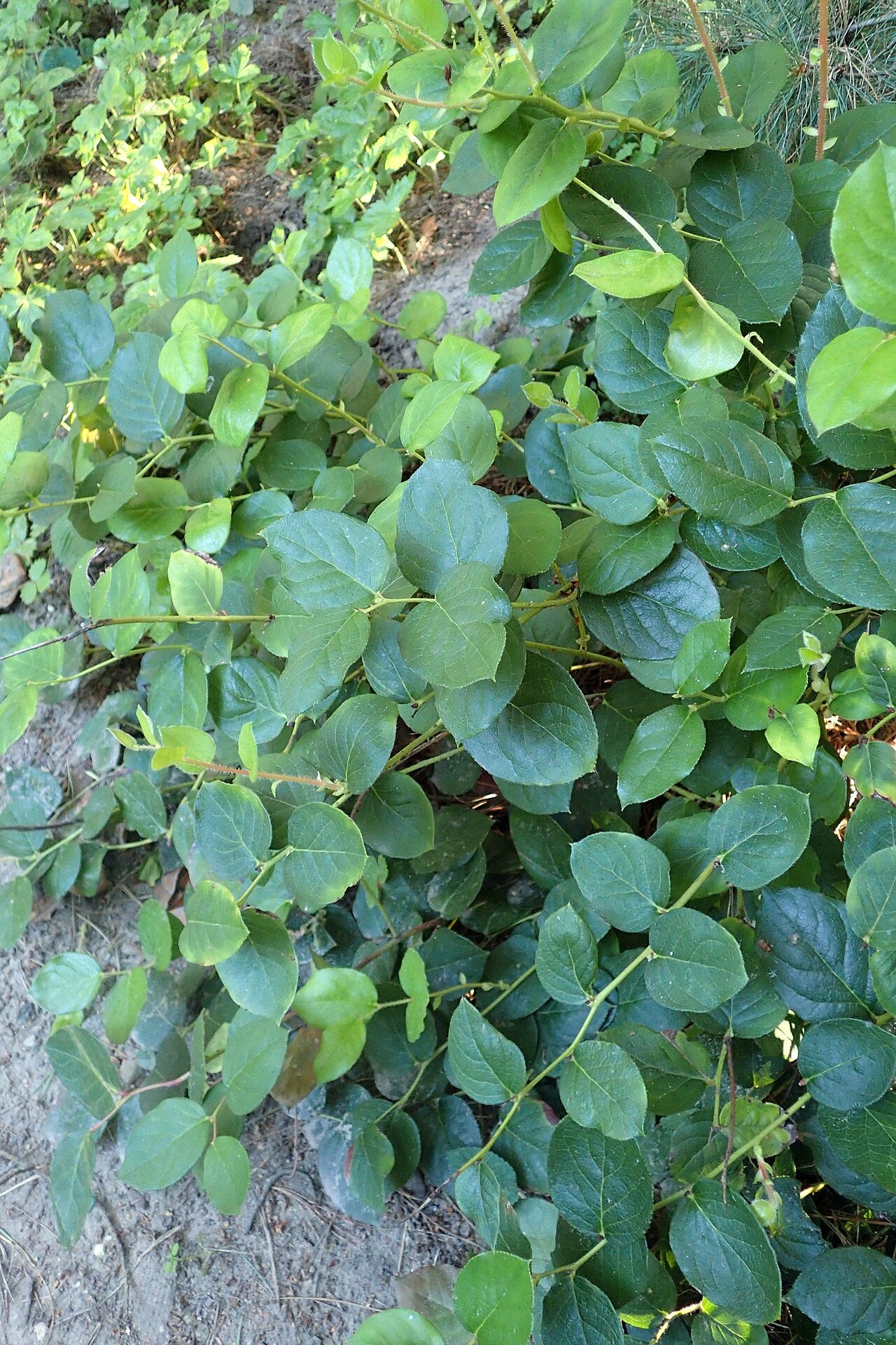 Salal (Gaultheria shallon)
