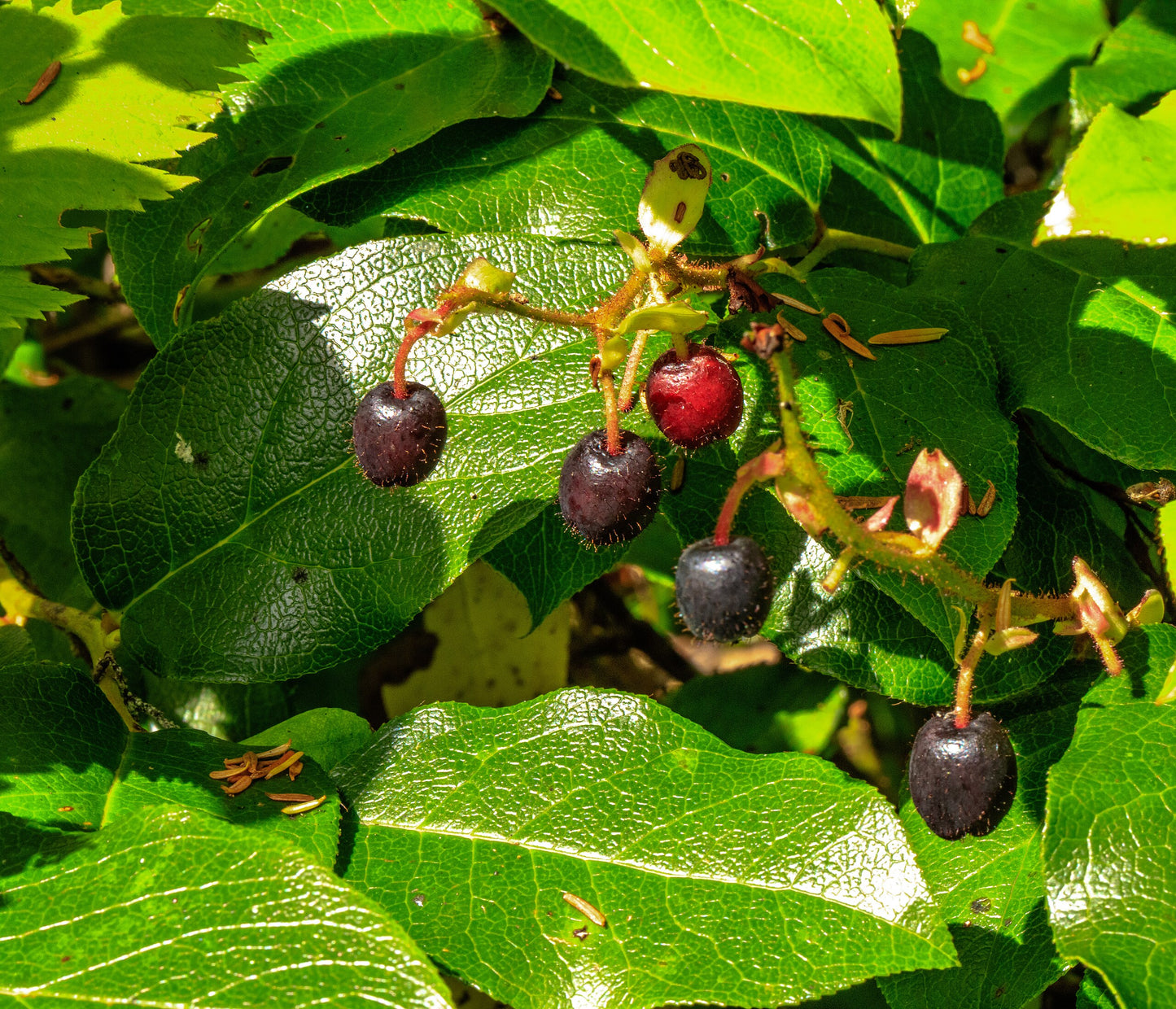 Salal (Gaultheria shallon)