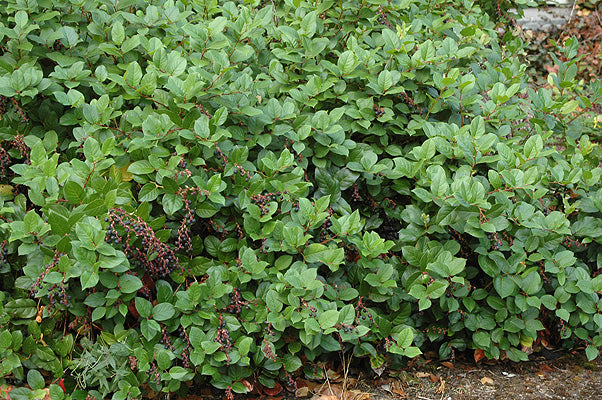 Salal (Gaultheria shallon)