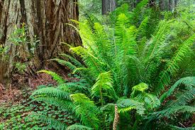 Sword Fern - Polystichum munitum