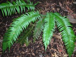 Sword Fern - Polystichum munitum